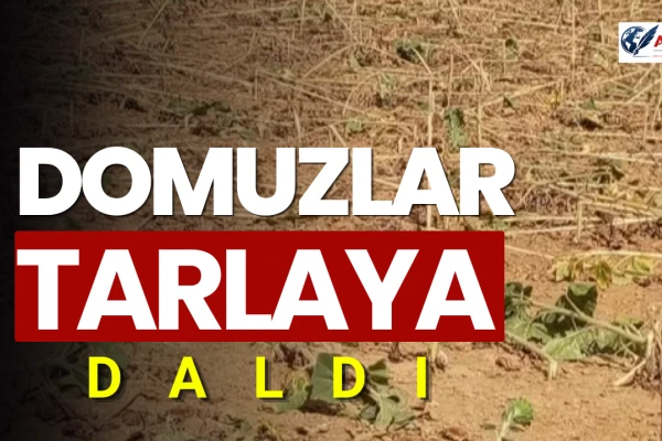 Domuzlar Ayçiçeği Tarlasına Daldı