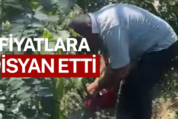 Fındık Üreticisi İsyan Etti, Bahçesindeki Ağaçları Kesti!