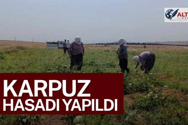Silivri'de Tarımsal Üretim ve Araştırma Merkezi’nde Karpuz Hasadı Gerçekleştirildi