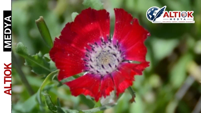 4 Bin Yıllık Sevgi Çiçeği Tohumları Bulundu