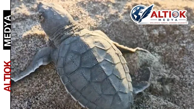 Akyatan’da Deniz Kaplumbağaları İçin Seferberlik