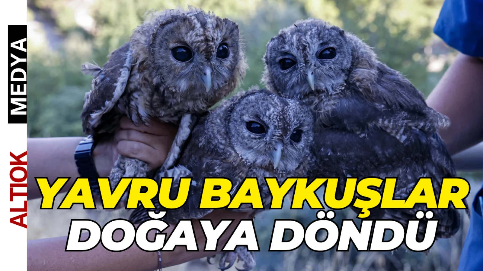 Antalya’da Yavru Baykuşlar Doğaya Döndü
