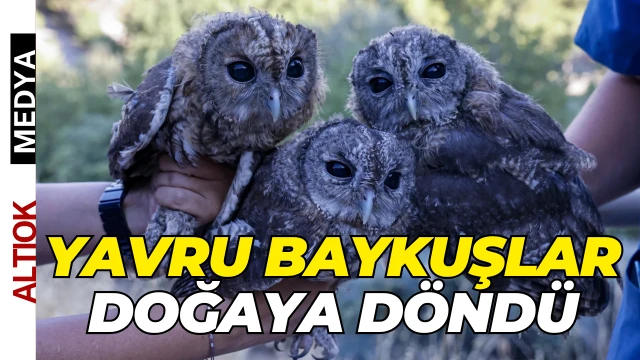 Antalya’da Yavru Baykuşlar Doğaya Döndü