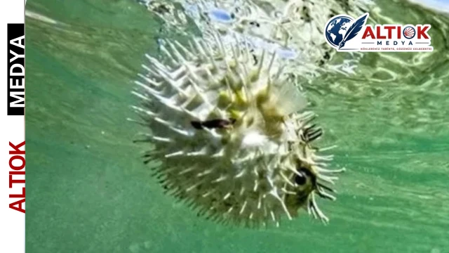 Balon Balığında Kota 1 Milyona Çıkarıldı!