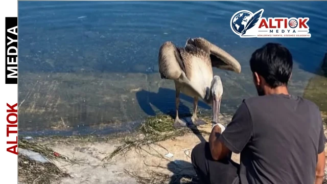 Göç Yolunda Yorulan Pelikan Mudanya’da Tedavi Altına Alındı