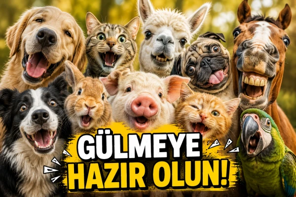 Modunuzu Yükseltecek Komik Hayvanlar